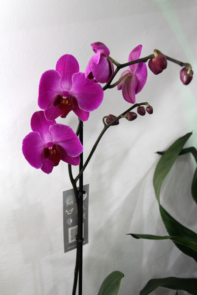 Opening of Zanbak Flower Boutique 